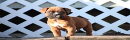 Boxer dogs for sale: Rodger - Ad 1