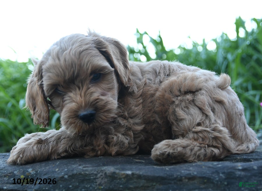 Cockapoo dogs Milo - Ad 2