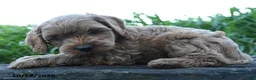 Cockapoo dogs for sale: Milo - Ad 2