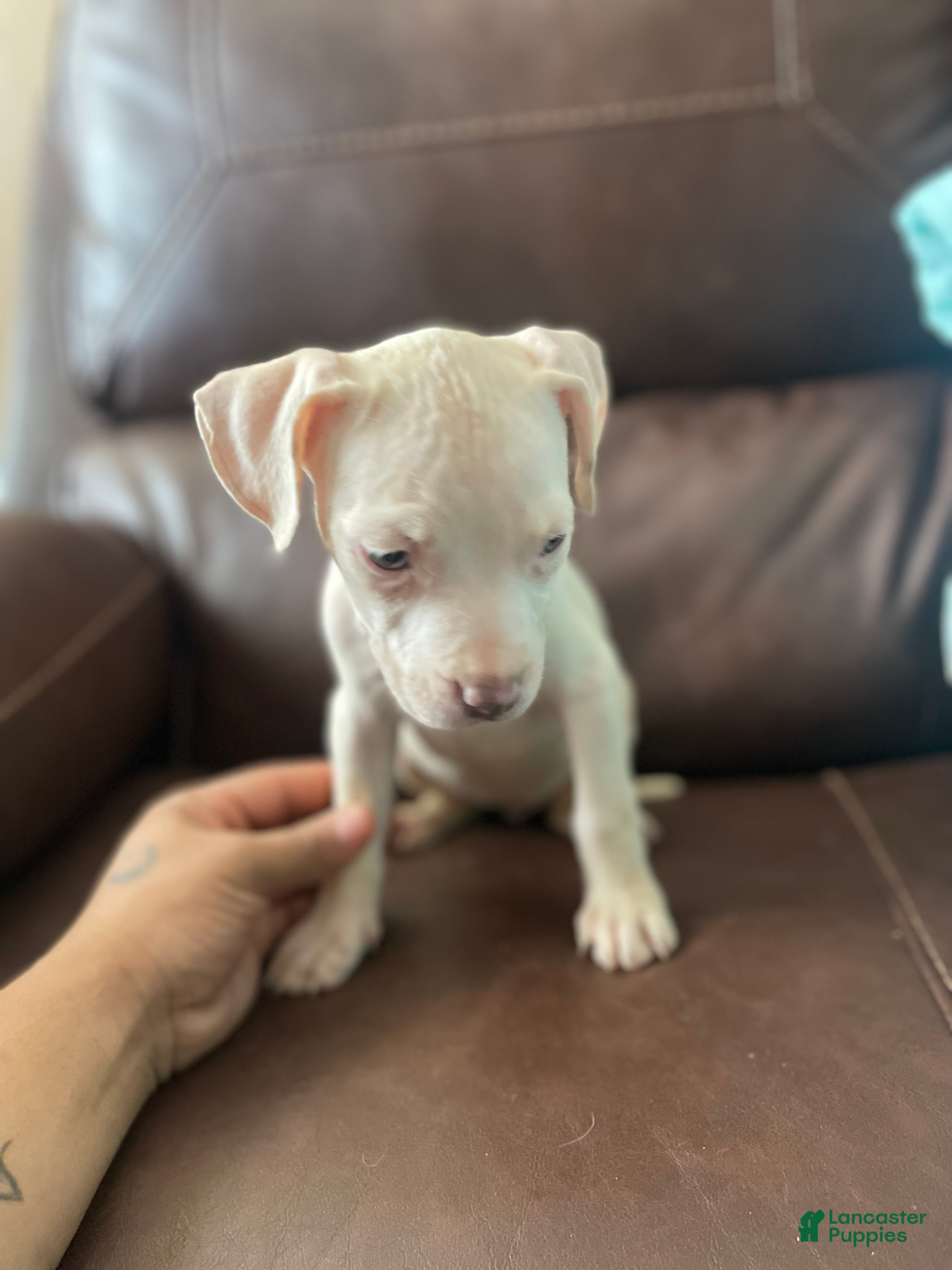 Mixed Breed dogs Mixed Breed Puppy 4 - Ad 16