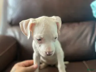 Mixed Breed dogs Mixed Breed Puppy 4 - Ad 16