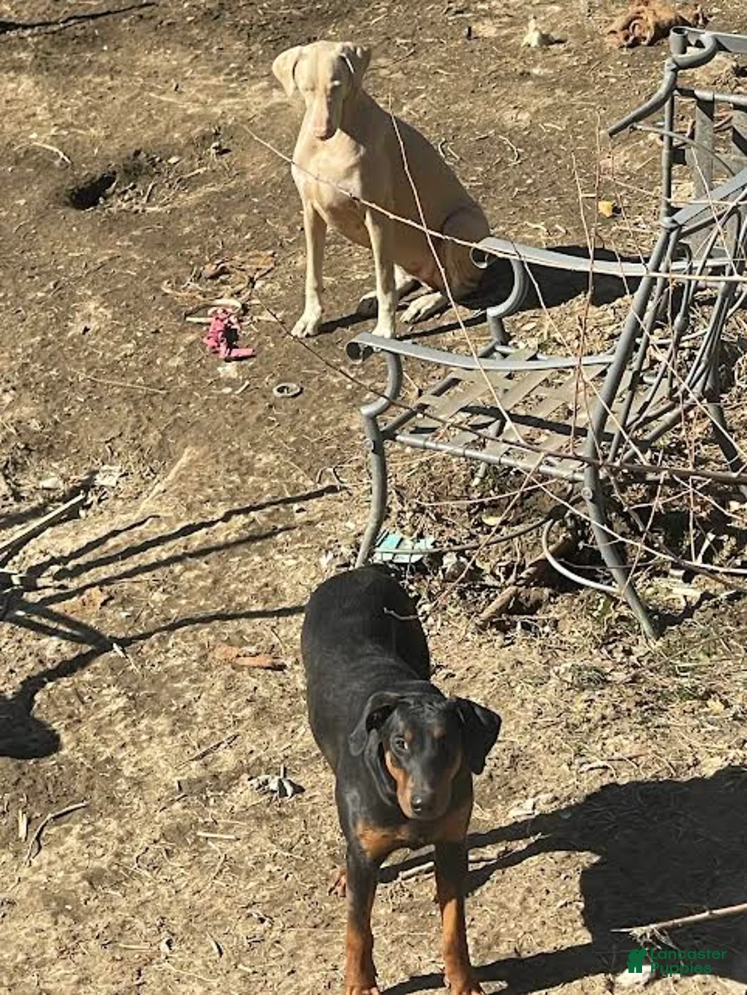 Gallery Image {{count}}