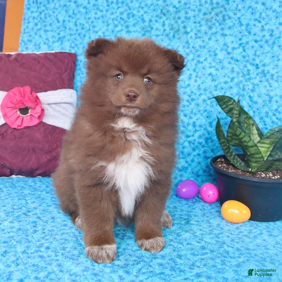 Pomsky dogs Winnie - Ad 2