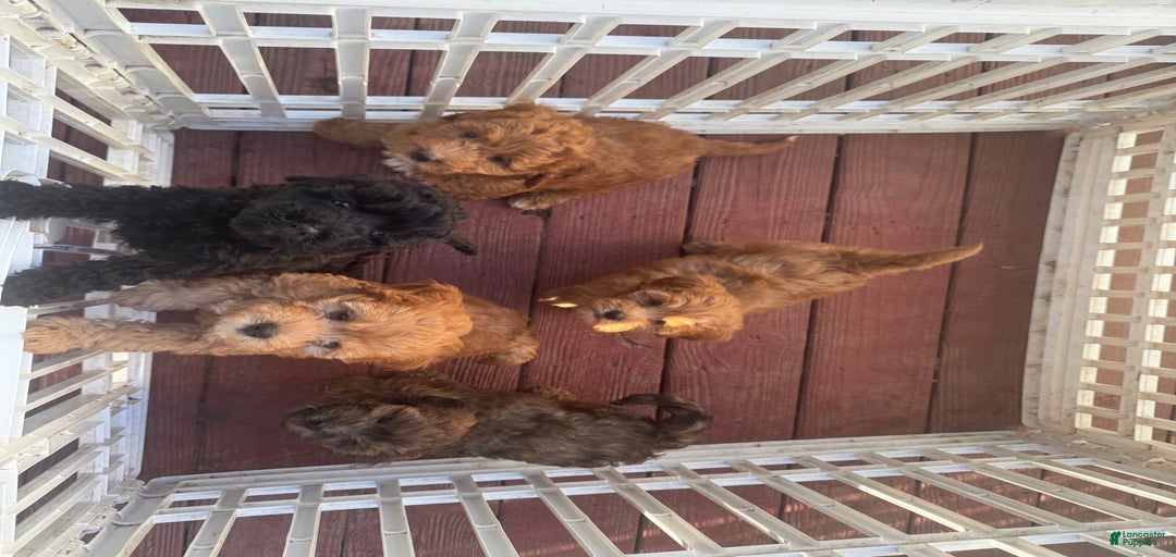 Gallery Image {{count}}