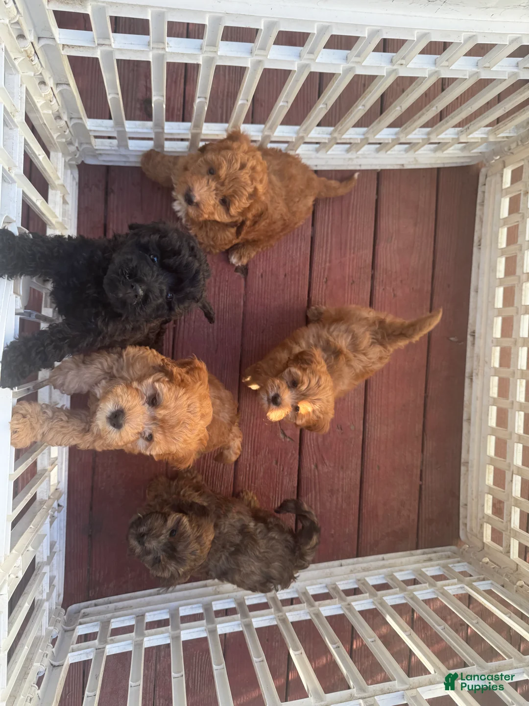 Gallery Image {{count}}