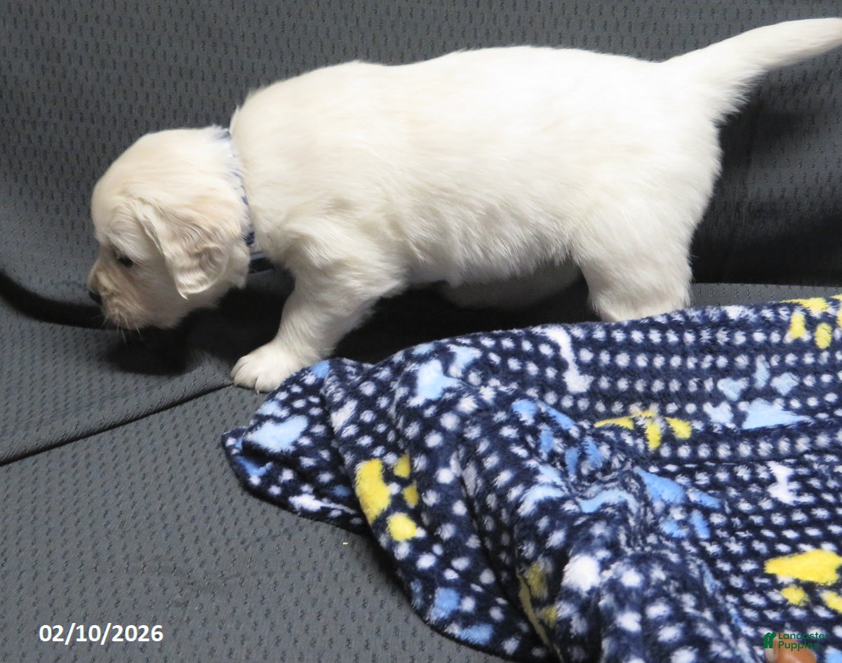 Golden Retriever dogs Gordie - Ad 2