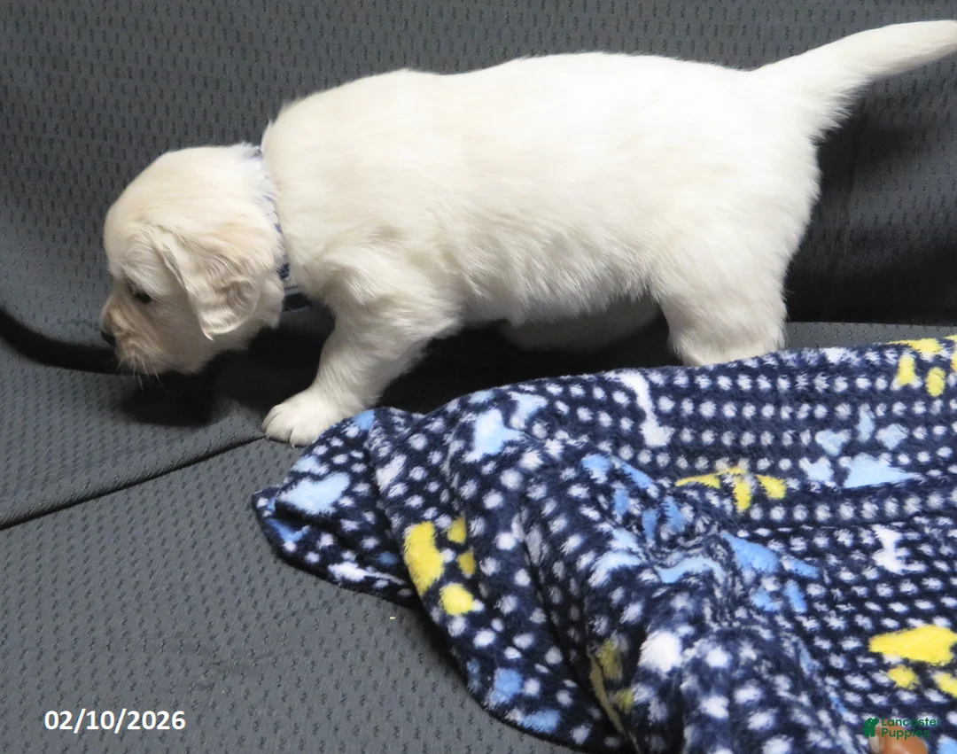 Golden Retriever dogs for sale: Gordie - Ad 2