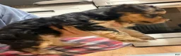Yorkiepoo dogs for sale: Yorkiepoo Puppy 1 - Ad 5