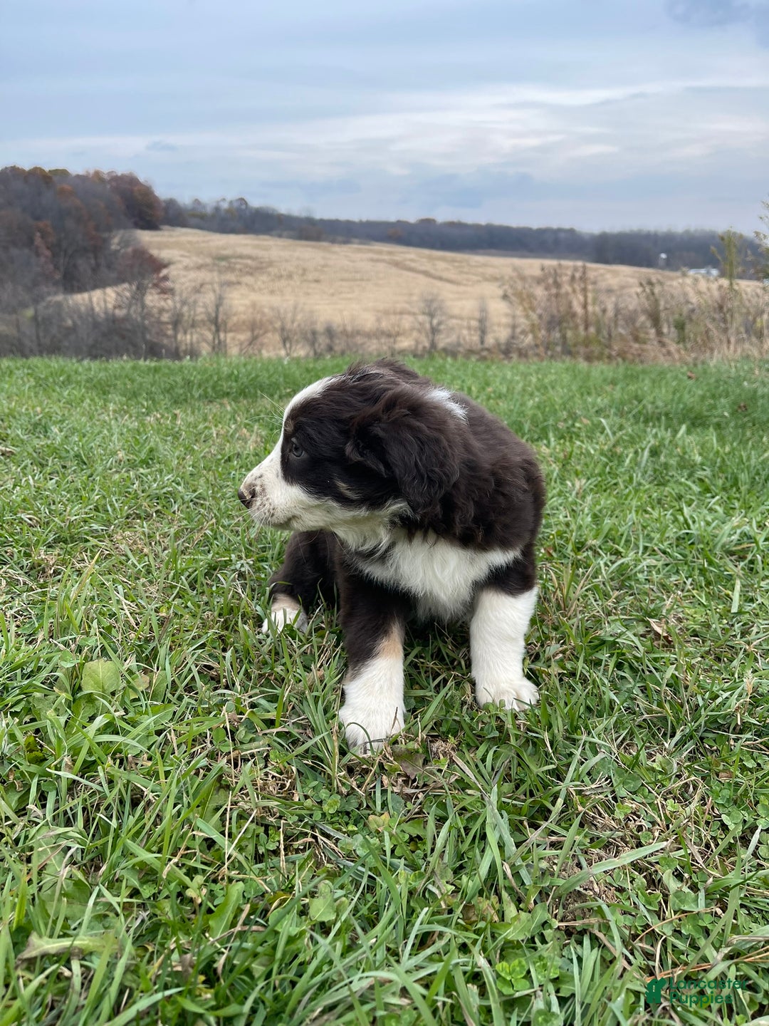 Australian Shepherd dogs for sale: Julia - Ad 3