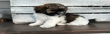 Snickers