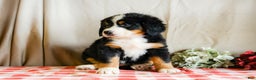 Bernese Mountain Dog dogs for sale: Macy - Ad 3