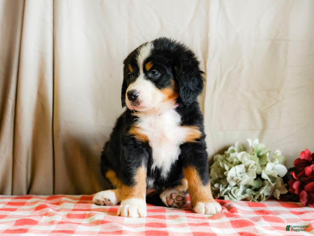 Bernese Mountain Dog dogs for sale: Macy - Ad 3