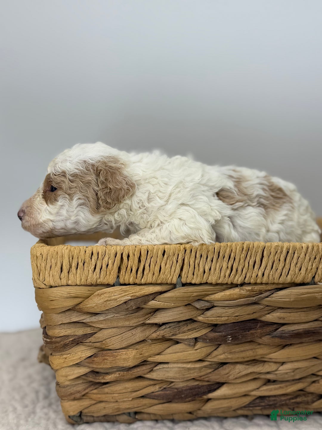 Miniature Poodle dogs for sale: Ham - Ad 4
