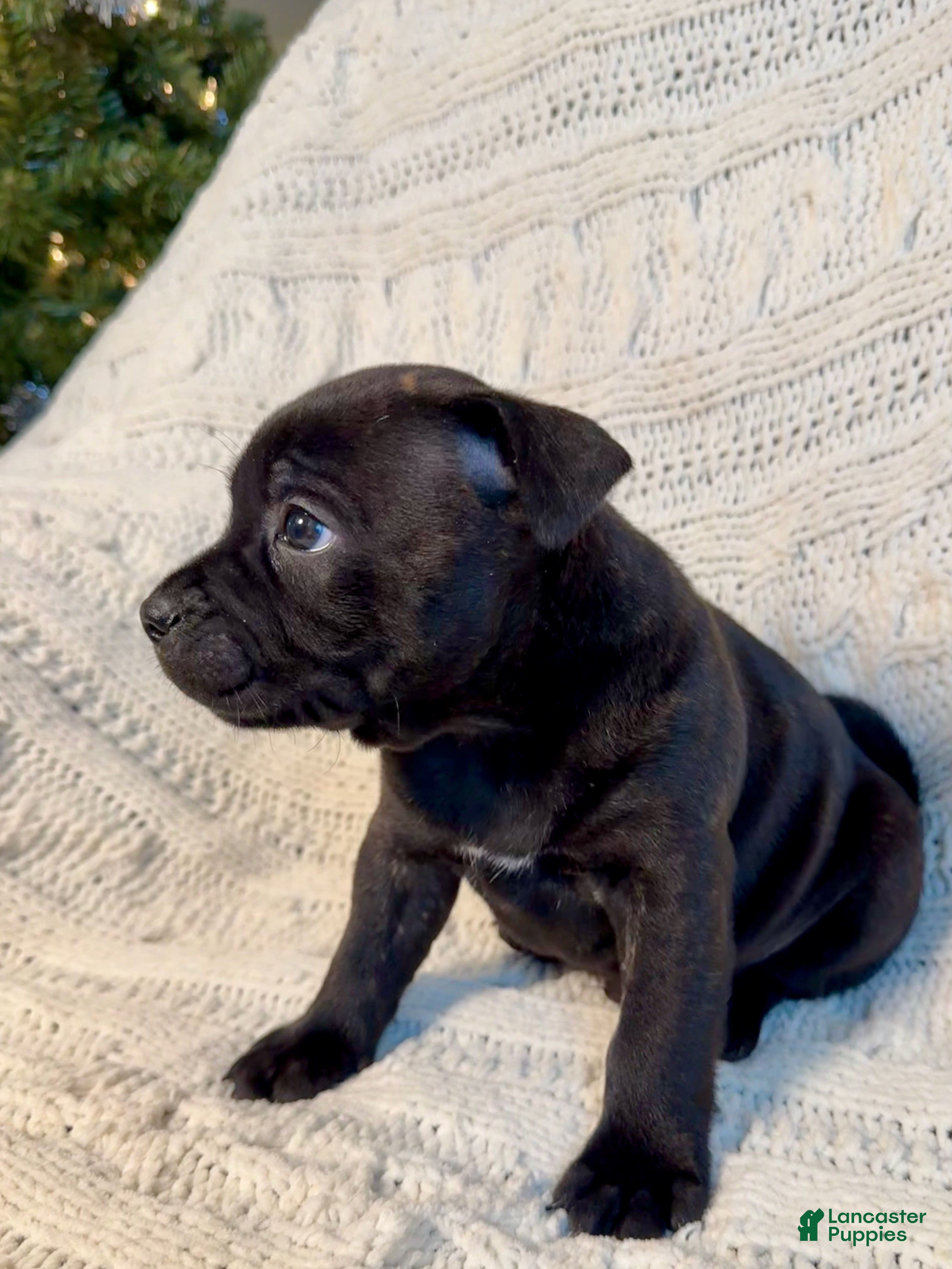 Staffordshire Bull Terrier dogs Staffordshire Bull Terrier Puppy 1 - Ad 2