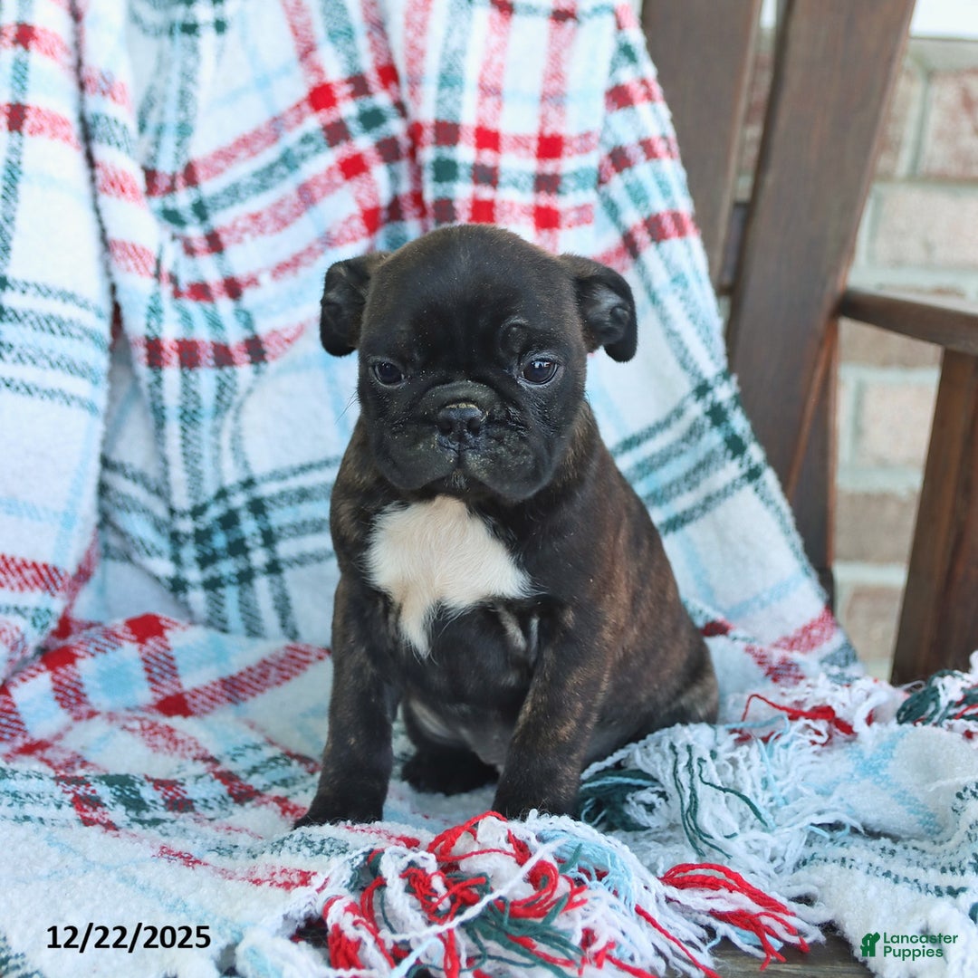 Mixed Breed dogs for sale: Joey - Ad 2