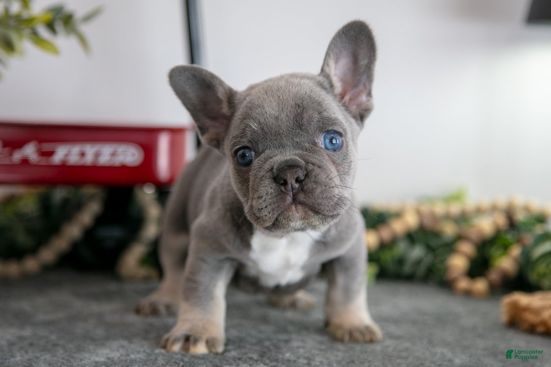French Bulldog dogs for sale: Drew - Ad 1
