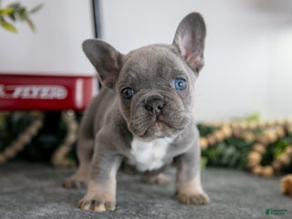 French Bulldog dogs for sale: Drew - Ad 3