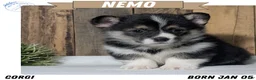 Welsh Corgi Pembroke dogs for sale: Nemo - Ad 1