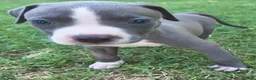 American Pit Bull Terrier dogs for sale: Bingo - Ad 2