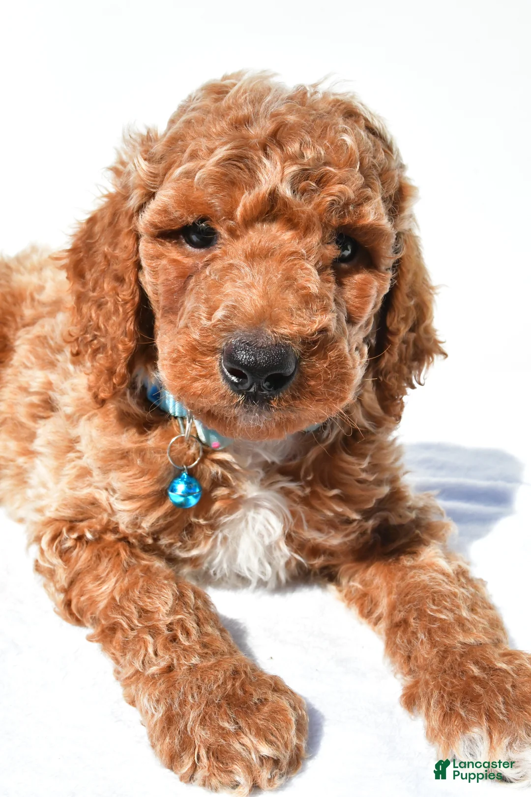 Standard Poodle dogs for sale: Arthur - Ad 2