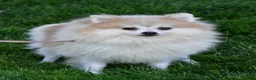 Pomeranian dogs for sale: Indie - Ad 10