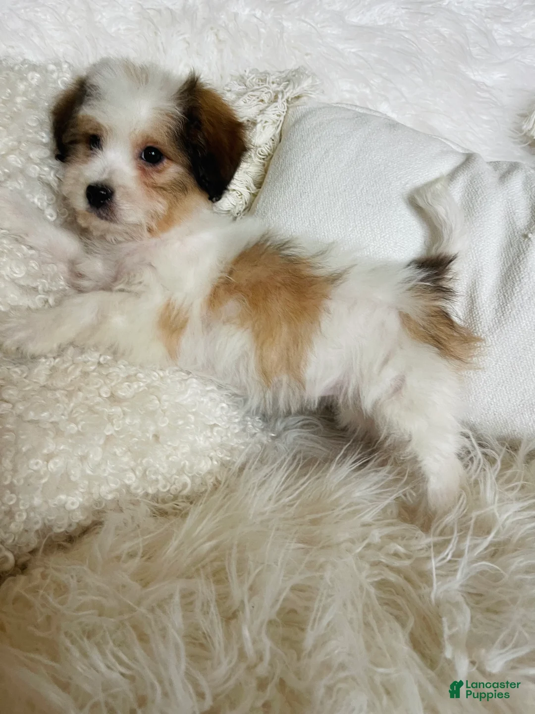 Mixed Breed dogs for sale: Chanel-SPRING BREAK SALE - Ad 9
