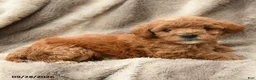 Miniature Poodle dogs for sale: Maya - Ad 3