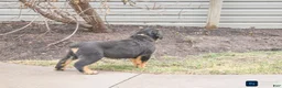 Rottweiler dogs for sale: Forest - Ad 7