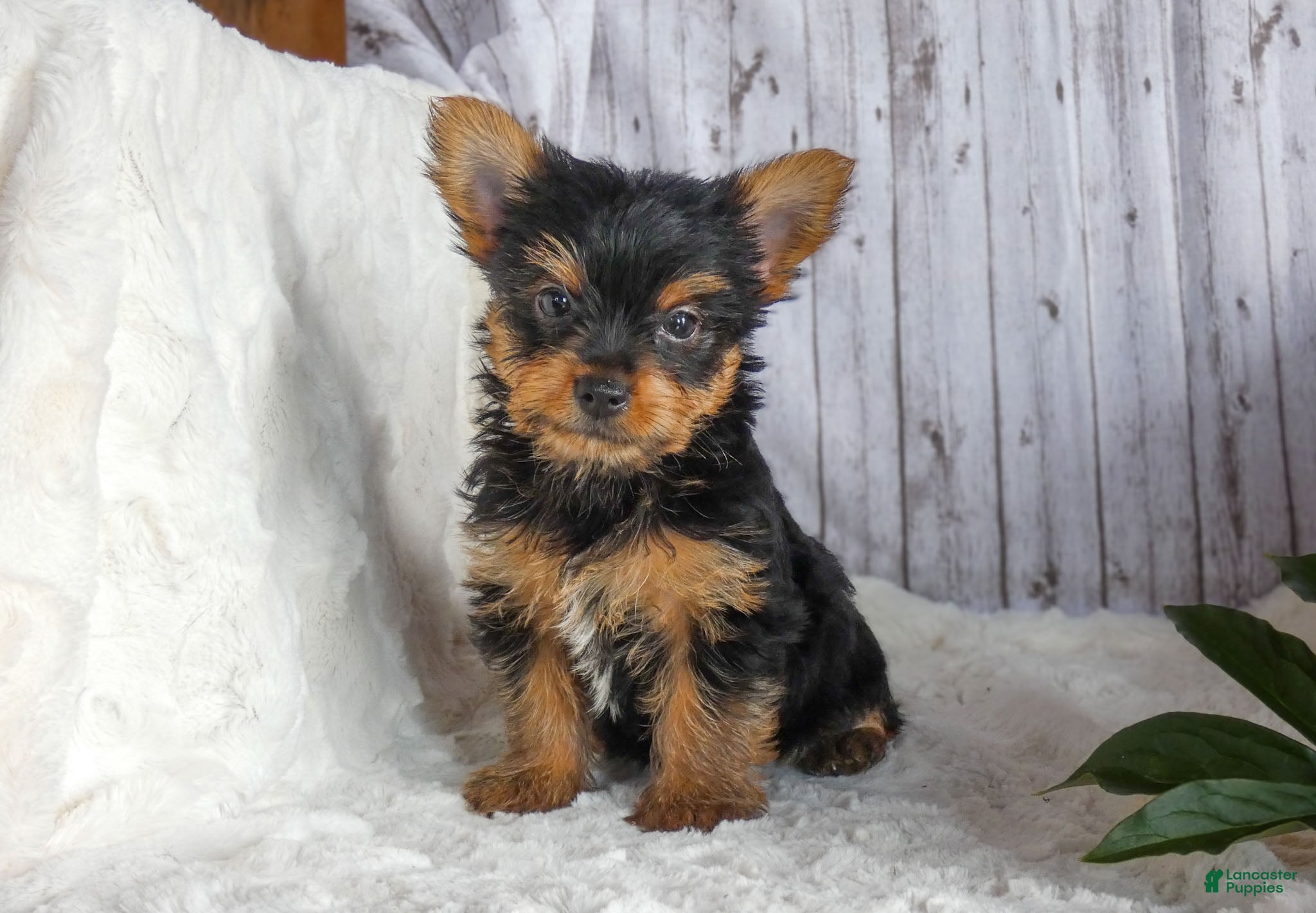 Yorkshire Terrier dogs Ranger - Ad 1