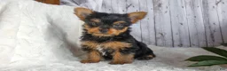 Yorkshire Terrier dogs for sale: Ranger - Ad 1