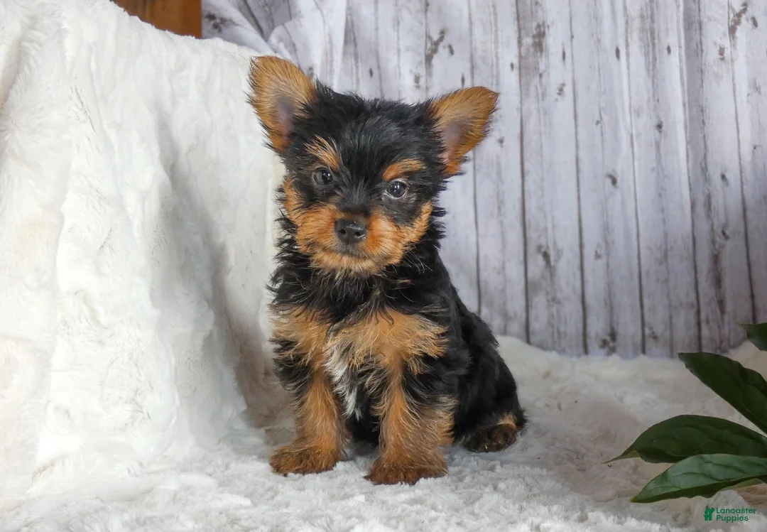 Yorkshire Terrier dogs for sale: Ranger - Ad 1