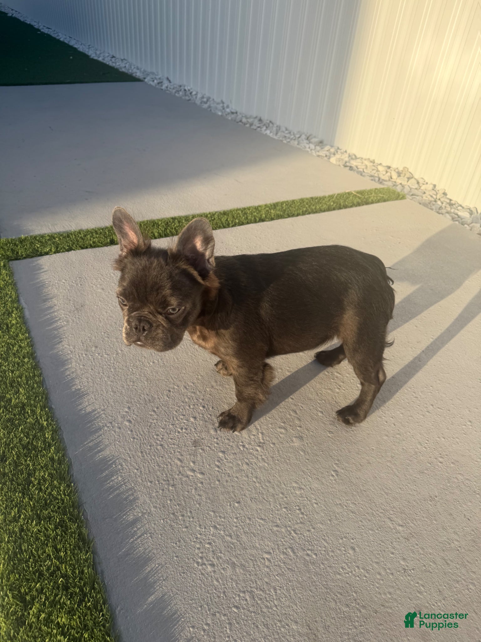 French Bulldog dogs French Bulldog Puppy 4 - Ad 2