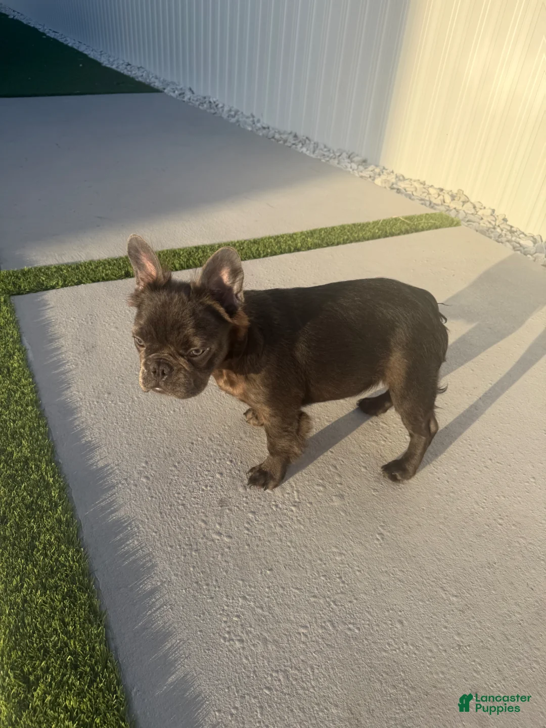 French Bulldog dogs for sale: French Bulldog Puppy 4 - Ad 2