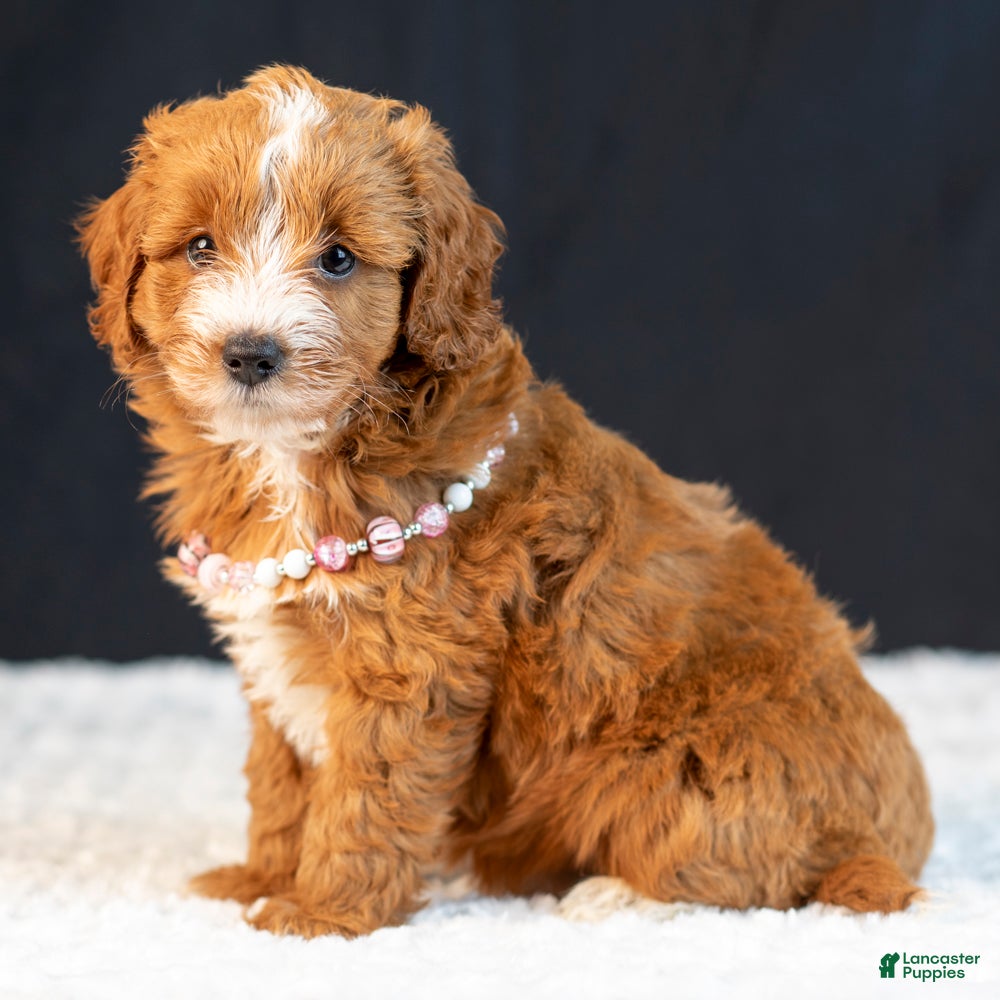 Mini Goldendoodle dogs Sage - Ad 1