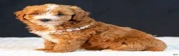 Mini Goldendoodle dogs for sale: Sage - Ad 1