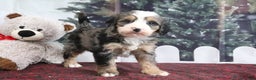 Mini Bernedoodle dogs for sale: Trooper - Ad 2