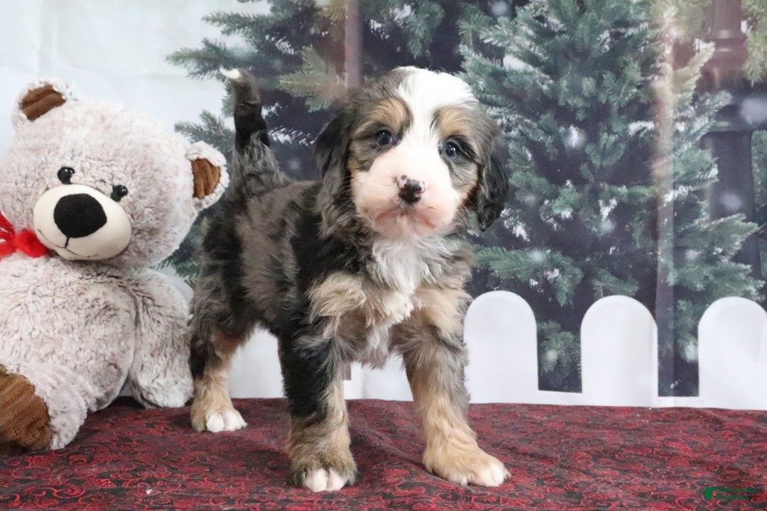 Mini Bernedoodle dogs for sale: Trooper - Ad 2