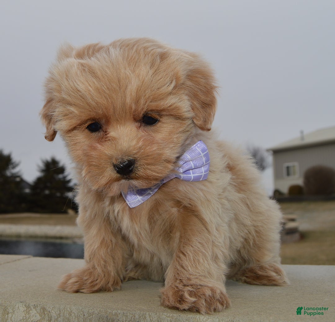 Maltipoo dogs for sale: Mabel - Ad 7
