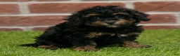 Miniature Poodle dogs for sale: Jack - Ad 8