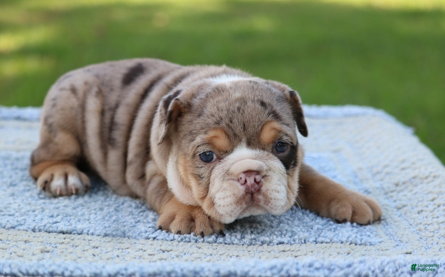 English Bulldog dogs English Bulldog Puppy 3 - Ad 2