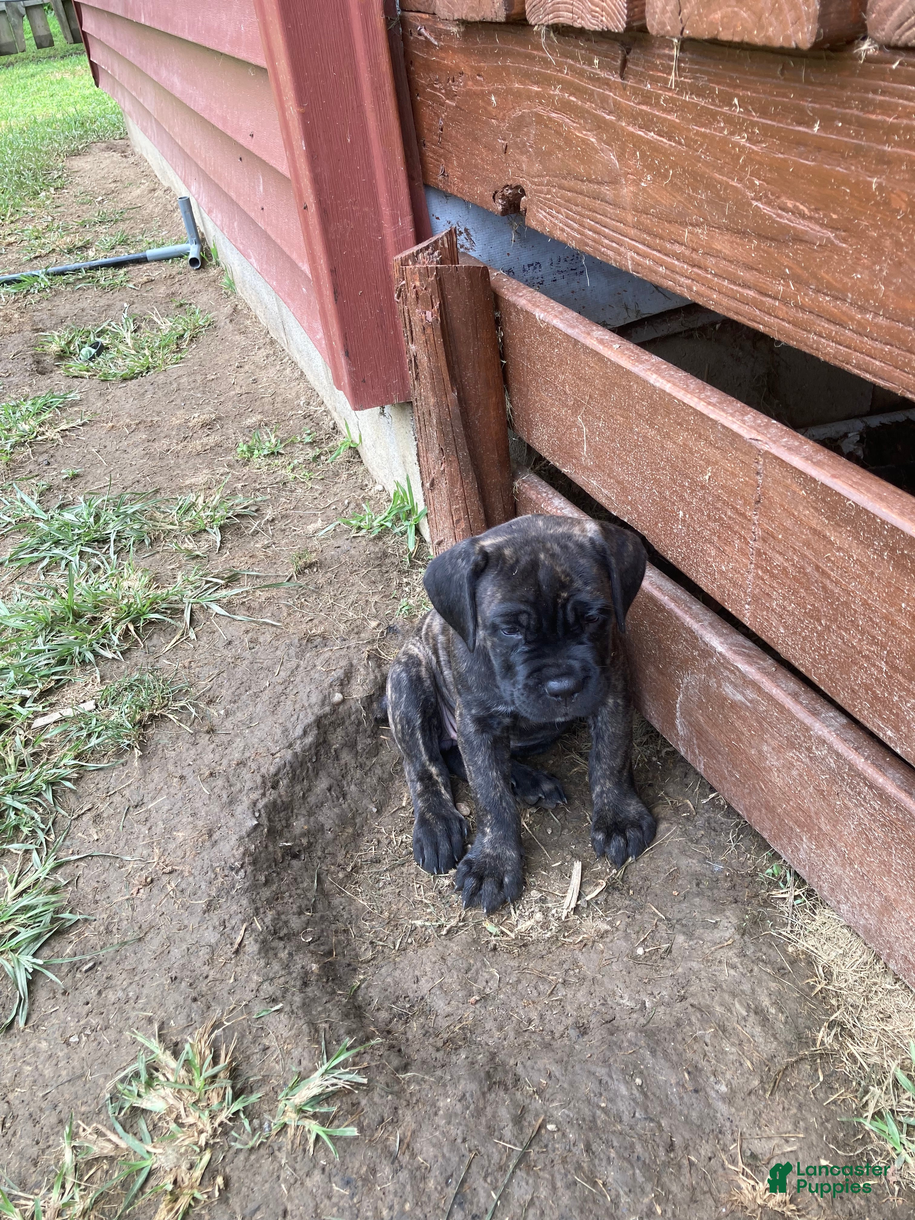 Cane Corso dogs Cane Corso 8 - Ad 1