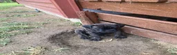 Cane Corso dogs for sale: Cane Corso 8 - Ad 1