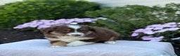 Miniature Australian Shepherd dogs for sale: Asher - Ad 4