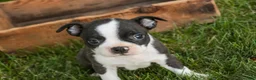 Boston Terrier dogs for sale: Bruce Boston Terrier  - Ad 6