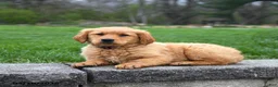 Golden Retriever dogs for sale: Milo - Ad 2