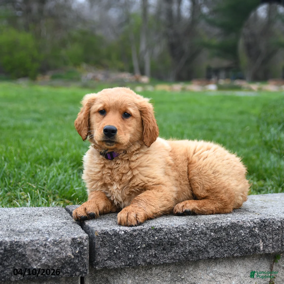 Golden Retriever dogs for sale: Milo - Ad 2