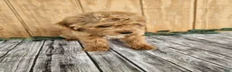 Mini Goldendoodle dogs for sale: Alice - Ad 19