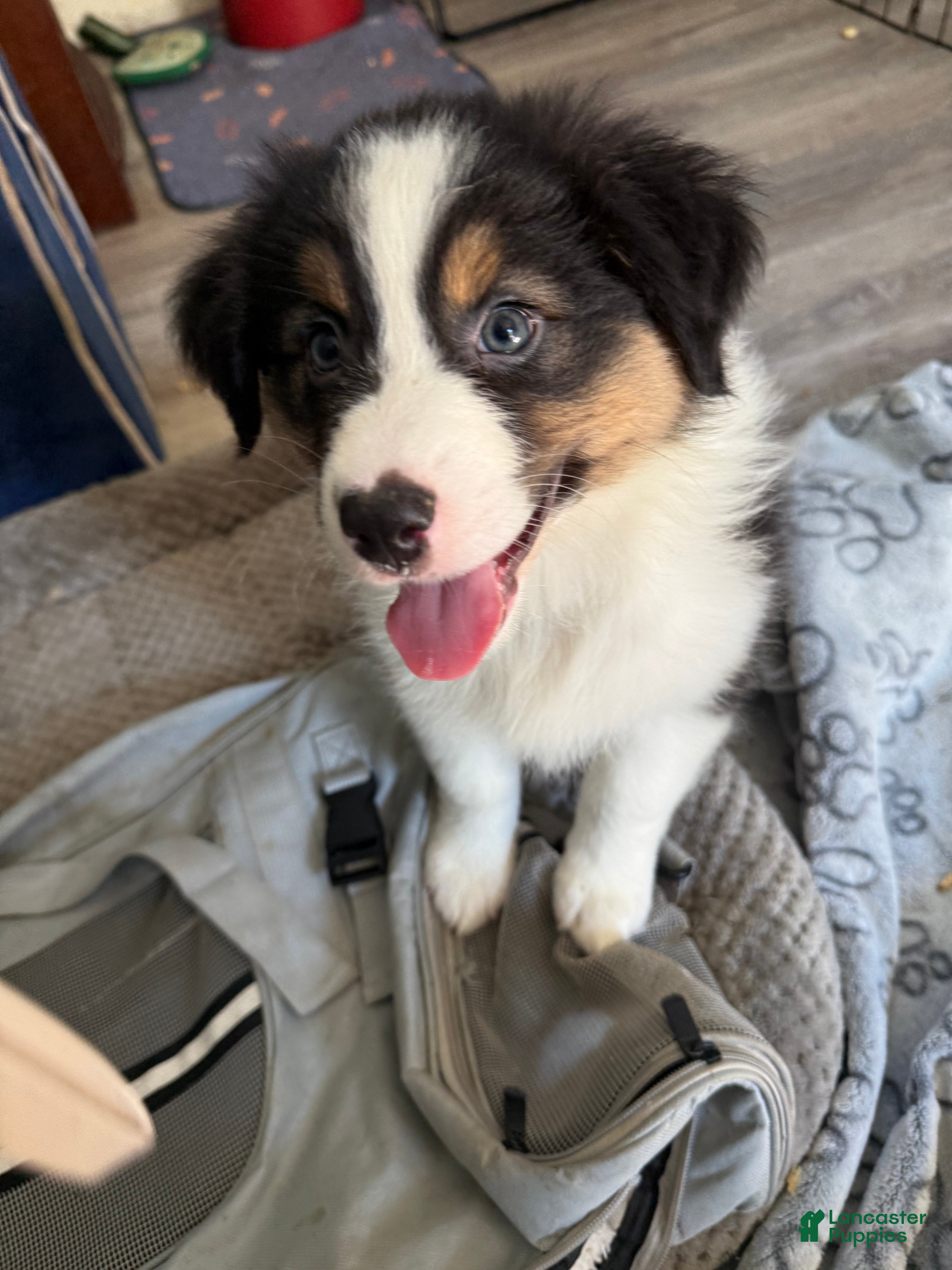 Australian Shepherd dogs for sale: Jeremy - Ad 23
