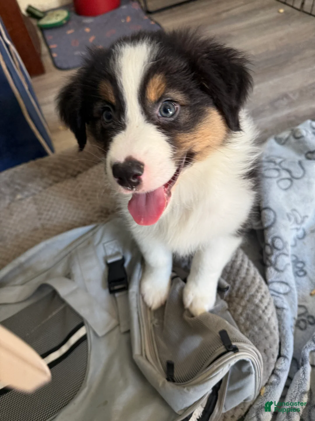 Australian Shepherd dogs for sale: Jeremy - Ad 1