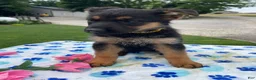 German Shepherd dogs for sale: Cara - Ad 2